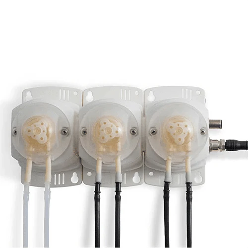 Péripode du labrador bleu